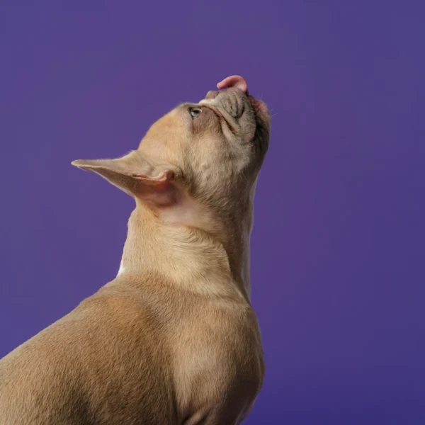Grain-Free Dry Dog Food 12 lb — Pet Supplies at Gallen Shop